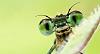     . 

:	insects_are_awesome_1200x627-685x368.jpg 
:	53 
:	26.1  
:	21121